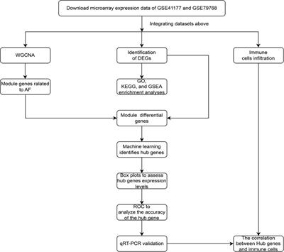 PILRA is associated with immune cells infiltration in atrial fibrillation based on bioinformatics and experiment validation